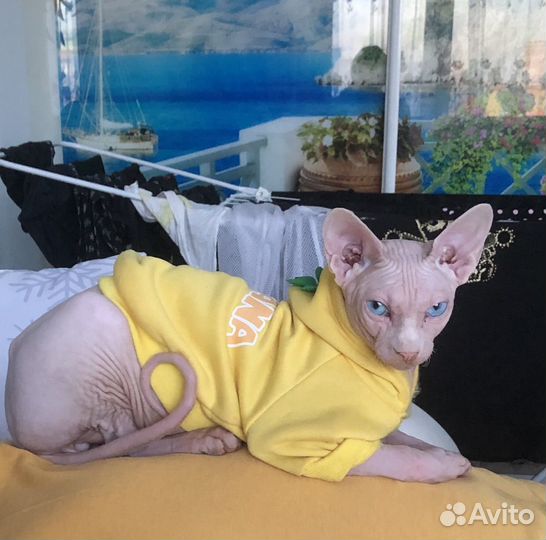 Канадский сфинкс вязка