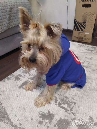 Комбинезон для маленькой собаки/ одежда для собаки