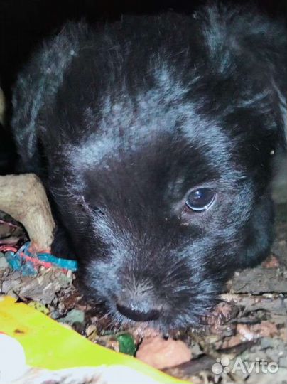 Собаки в добрые руки