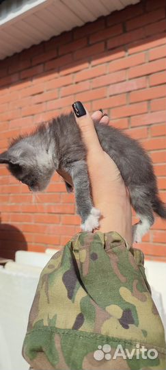 Котенок девочка от мамы мышеловки