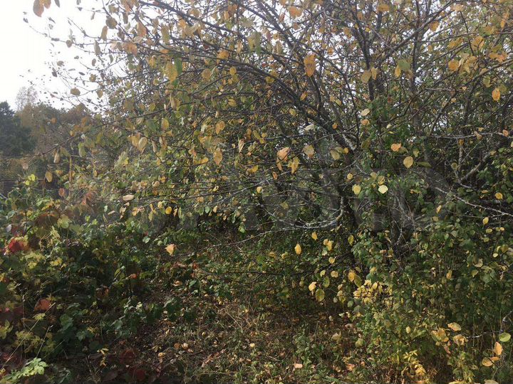 Участок 10 сот. (СНТ, ДНП)