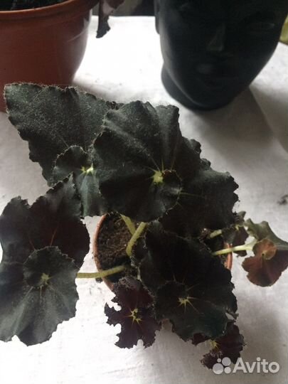 Бегония макулата и федор,чёрная мамба
