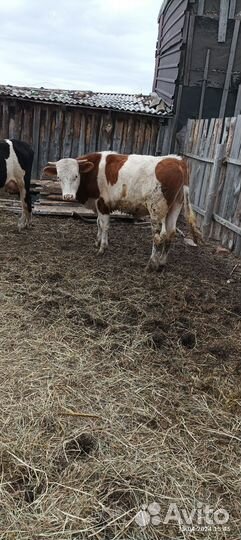 Быки, телка