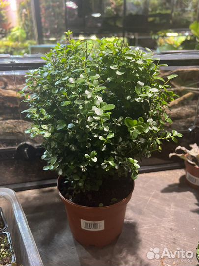 Мирсина большая шткарная комнатное растение