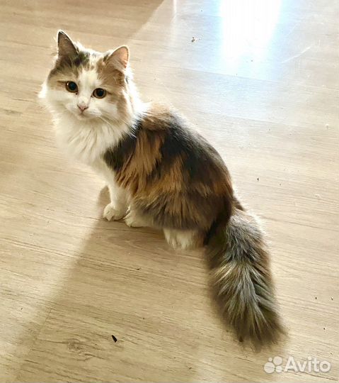 Кошка в дар