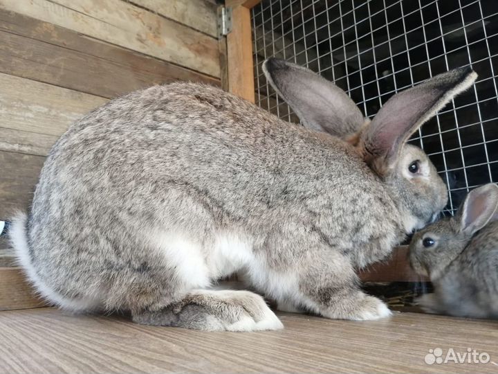 Кролики серые великаны и серебро