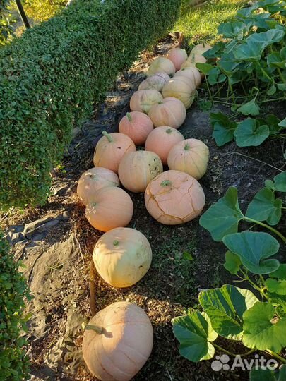 Тыква сладкая едовая и на семечки