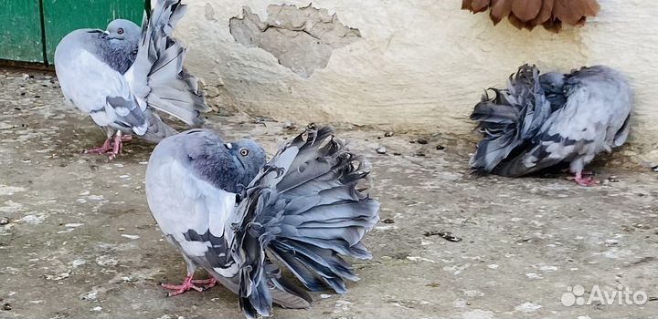 Голуби павлины