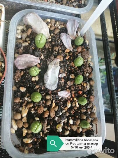 Кактусы и излишки суккулентов - детки