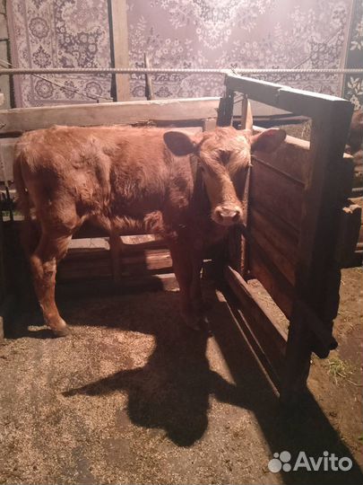 Корова дойна