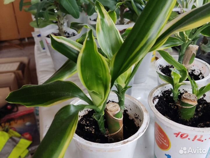 Драцена Сандера