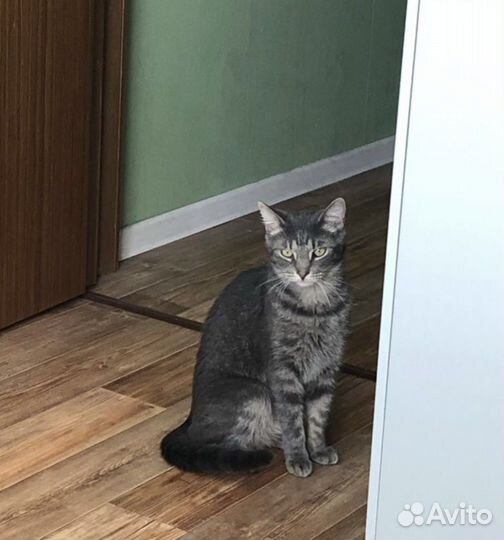 Отдам кота в добрые руки