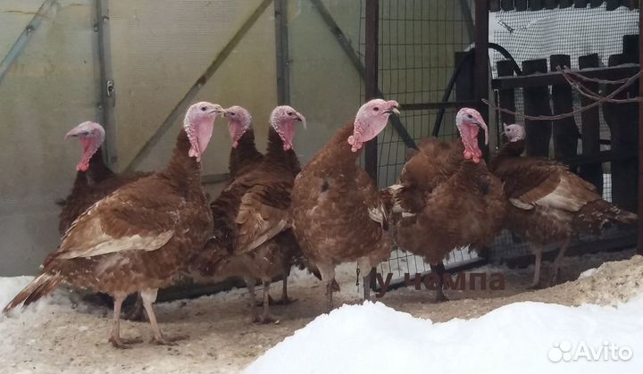 Арденская красная индейка инкубационное яйцо