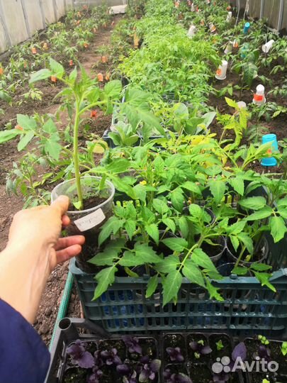 Рассада помидор