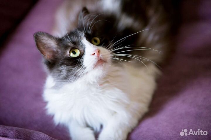 Кошка Белочка из д н р мечтает о семье