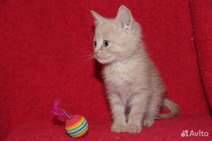 Рыжуля в поисках семьи