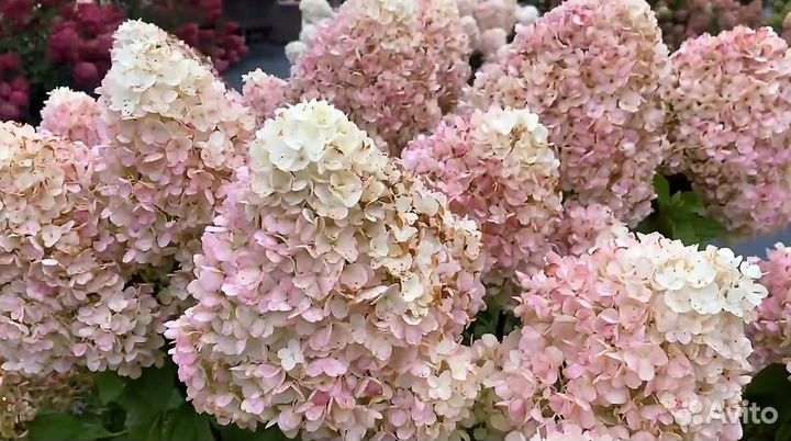 Гортензии метельчатые