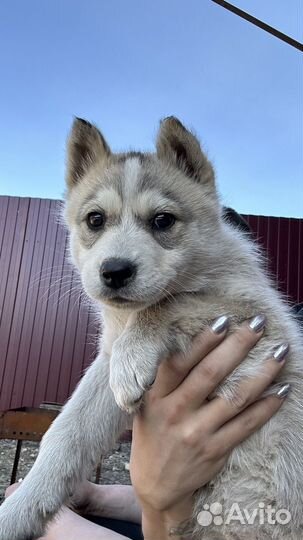 Отдам щенка