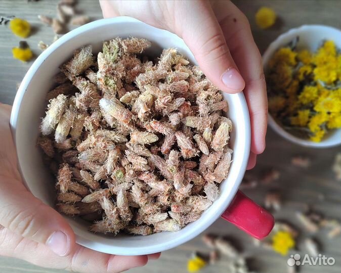 Сосновые почки