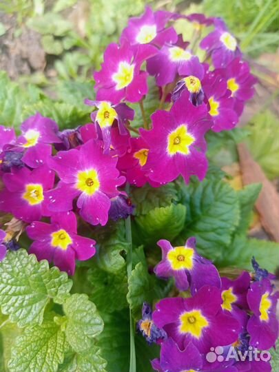 Бадан, примула,гвоздика турецкая