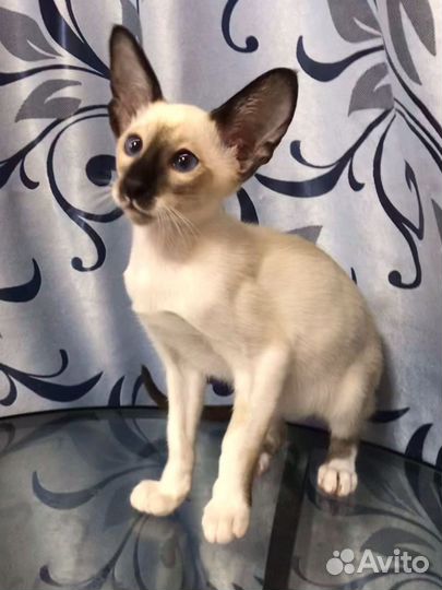 Ориентальные котята