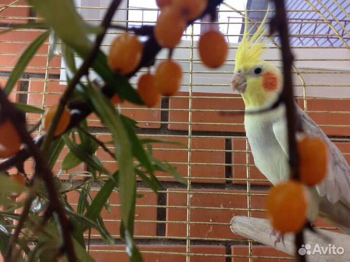 Попугай корелла cамец в пару к самке