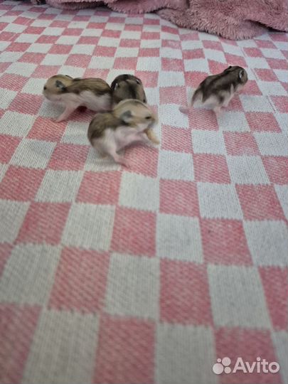 Джунгарский хомяк