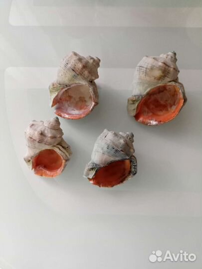 Ракушка большая