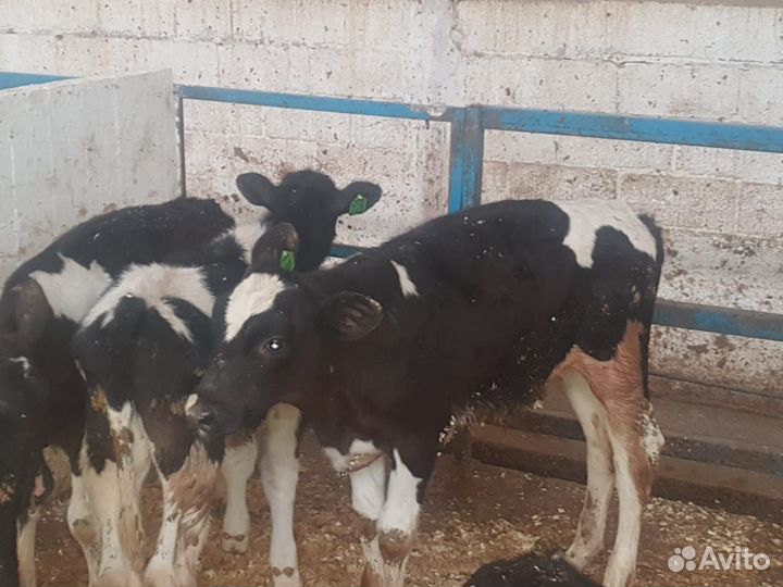 Бычки и быки мясного направления