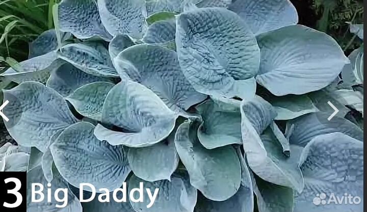 Гигантские голубые хосты. 12 сортов