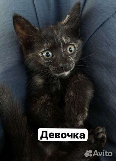 Отдам в добрые руки