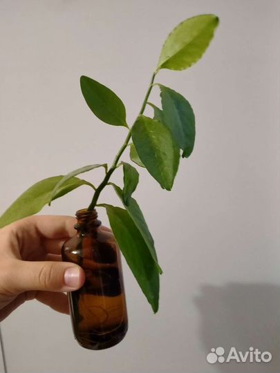 Педилантус черенки