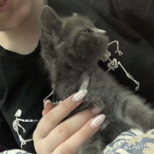 Кот и кошка