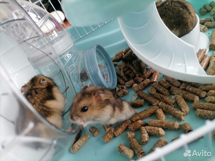Джунгарский хомяк
