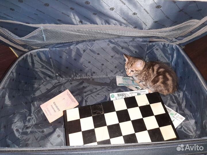 Шахматный шашки