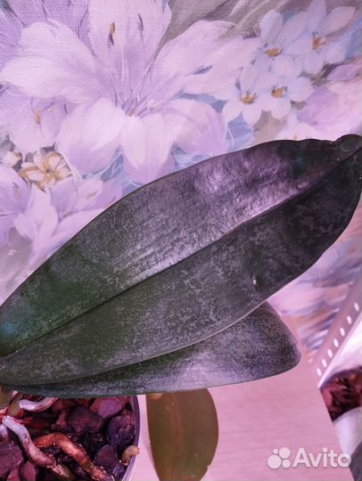 Орхидея фаленопсис Джиллиан