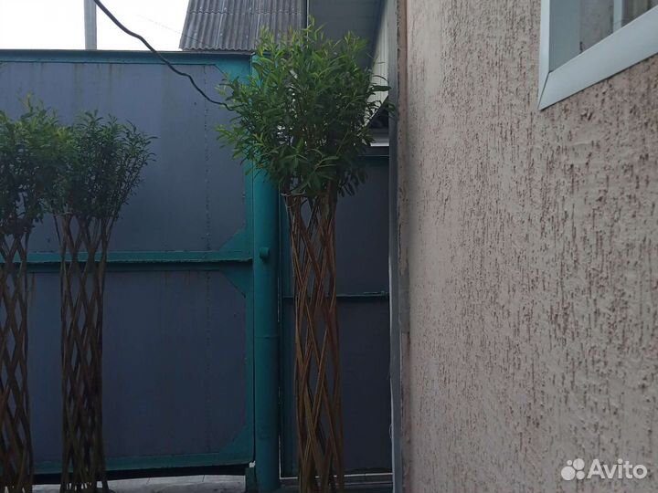 Декоративная пальма из сортовой ивы