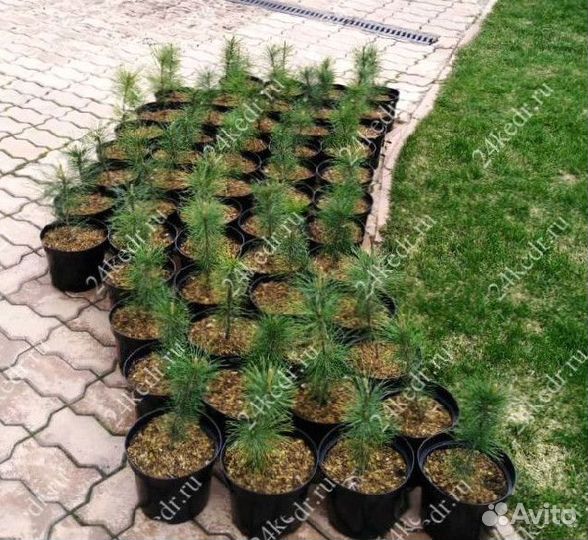 Сибирский кедр. Саженцы