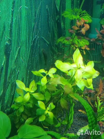 Прополка, Аквариумные Растения, Хелены, меченосцы