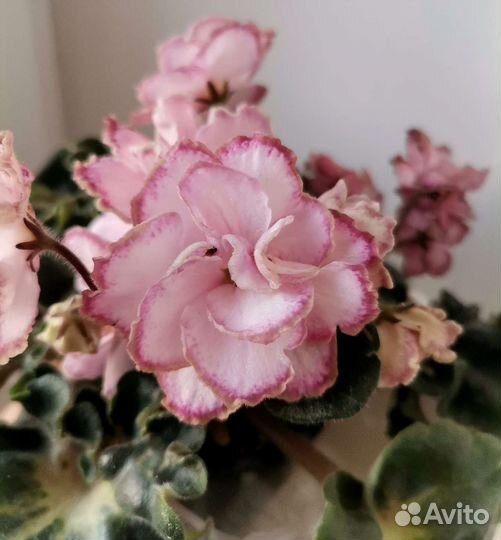 Укорененные листы фиалки