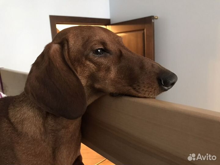 Такса стандартная жених (мальчик) вязка