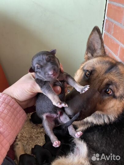 Овчарка помесь