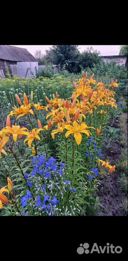 Лилии, ирисы