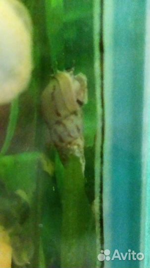 Мелания улитка