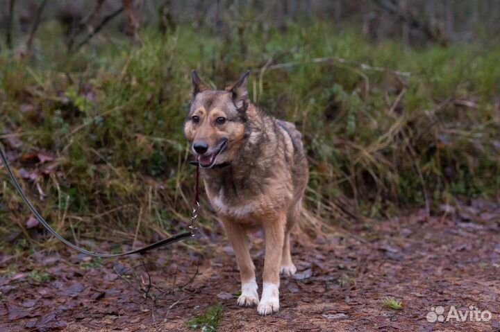 Отдам в добрые руки