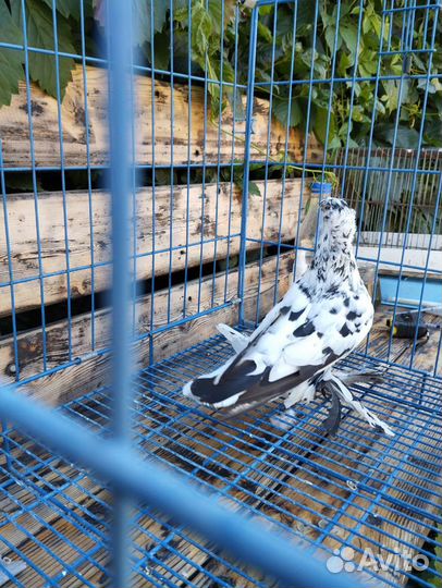 Голуби узбекские