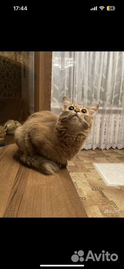 Сомалийская кошка