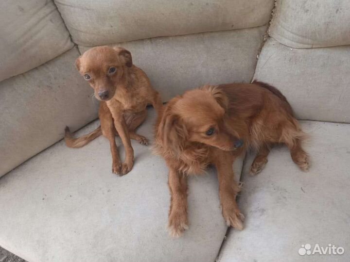 Миниатюрная собачка в добрые руки