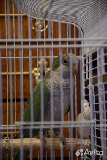 Попугай монах квакер