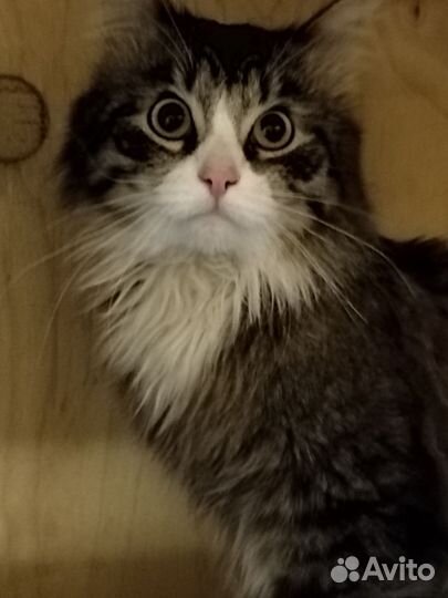 Ласковый молоденький кот